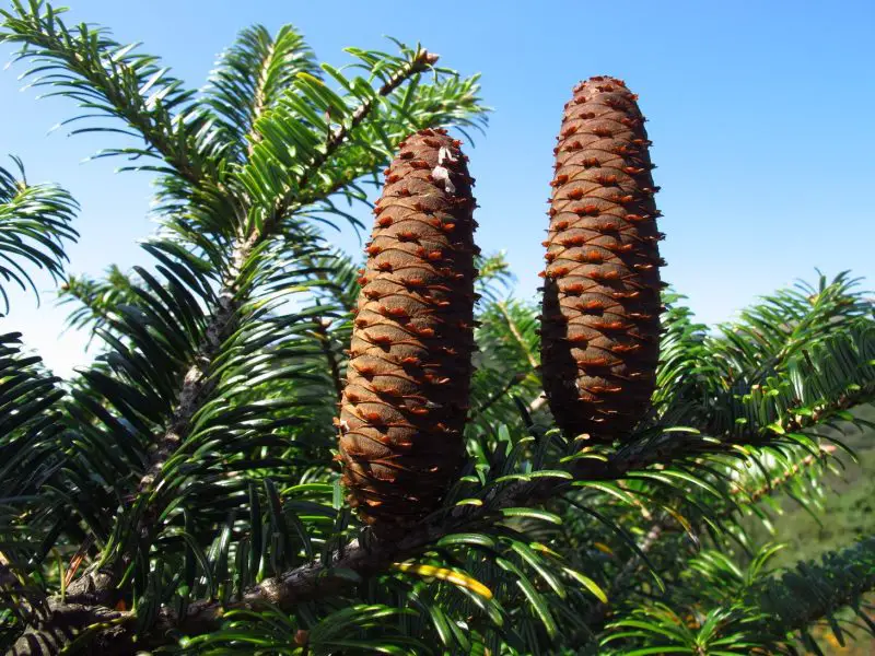Types of Fir Trees
