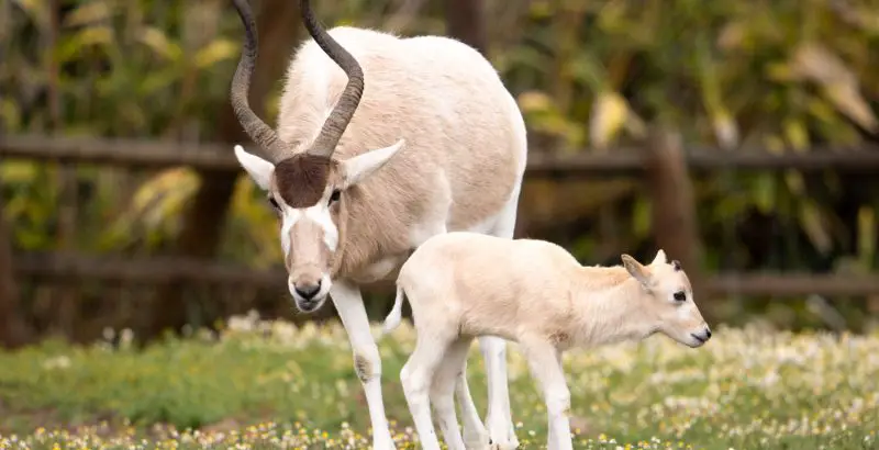 Animals That Start With A
