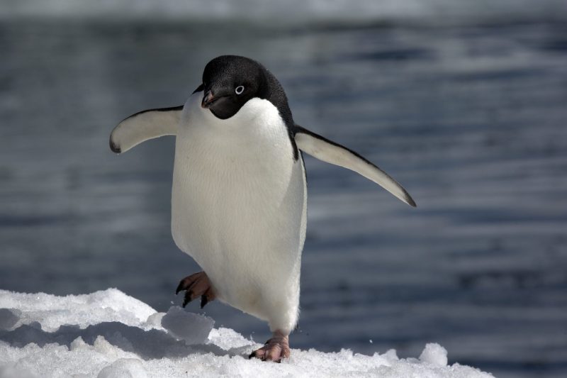 Animals That Start With A