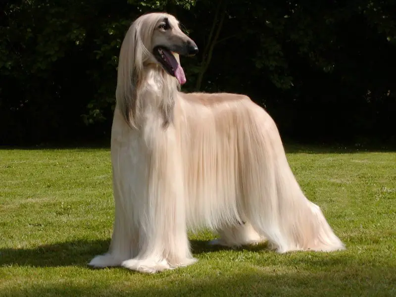 Animals That Start With A