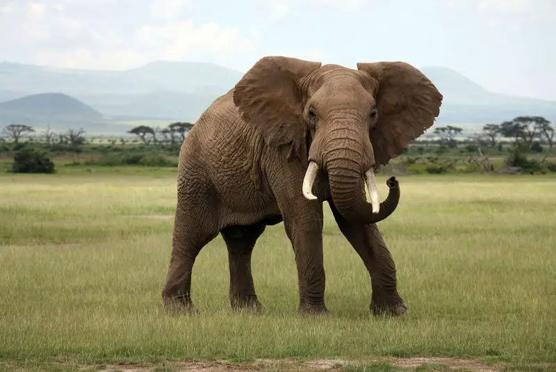 Animals That Start With A