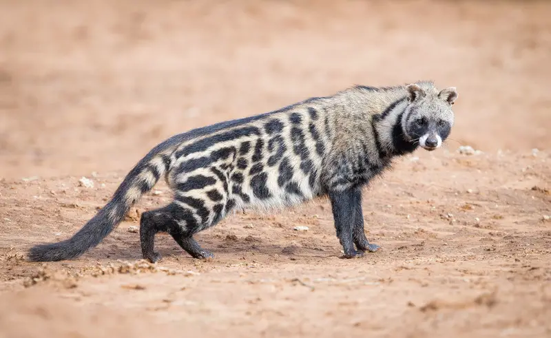 Animals That Start With A