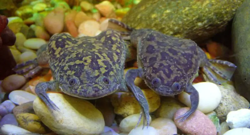 Animals That Start With A