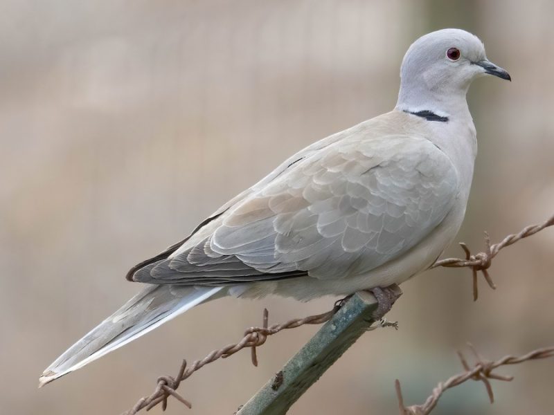 Types of Doves