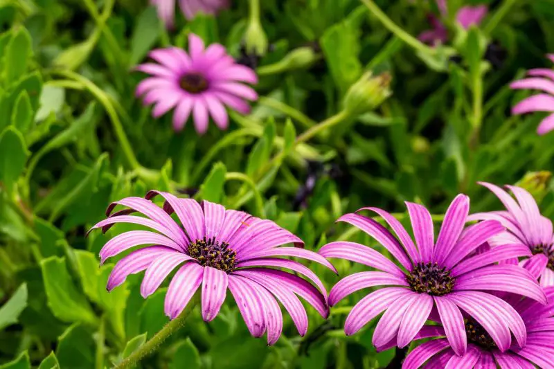 Types of Daisy Plants