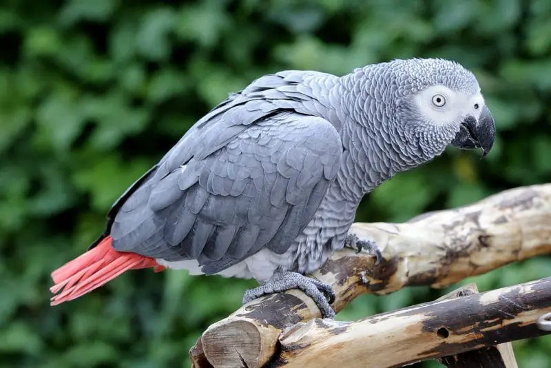 Animals That Start With A