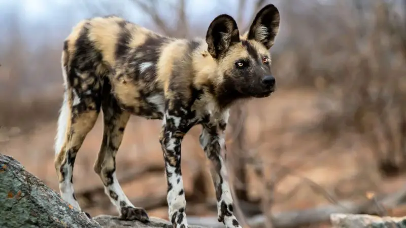 Animals That Start With A