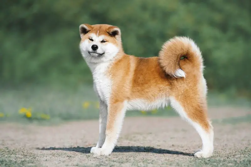 Animals That Start With A