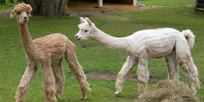 Animals That Start With A