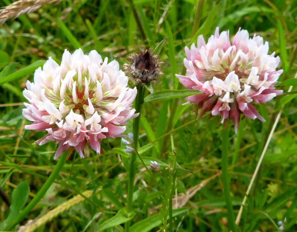 Types of Clover Plants