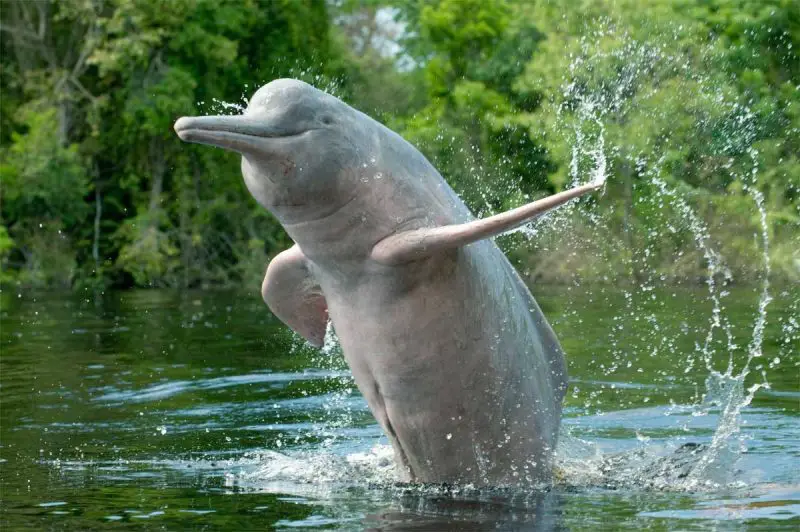 Animals That Start With A