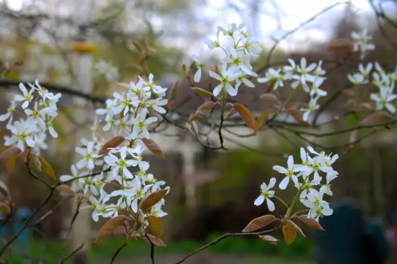 Shrubs with White Flowers
