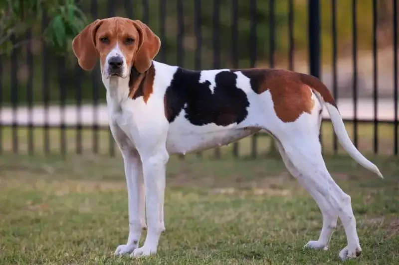 Animals That Start With A