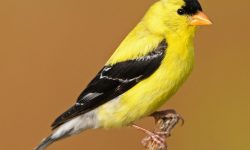 32 Yellow Birds With Black Wings (Pictures and Identification)