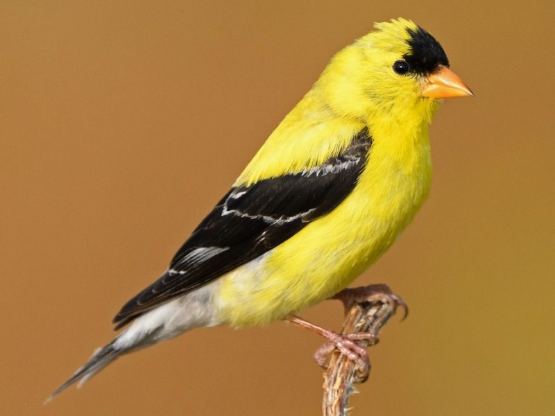 Yellow Birds With Black Wings