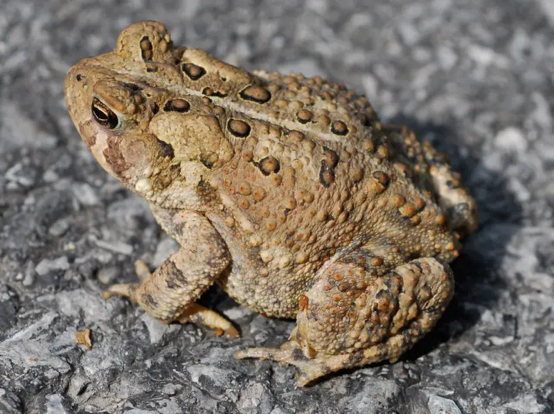 Animals That Start With A