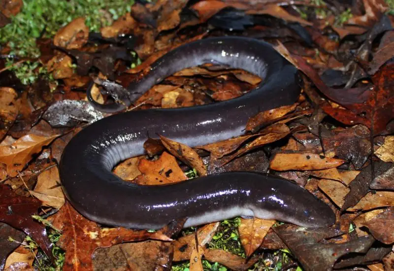 Animals That Start With A