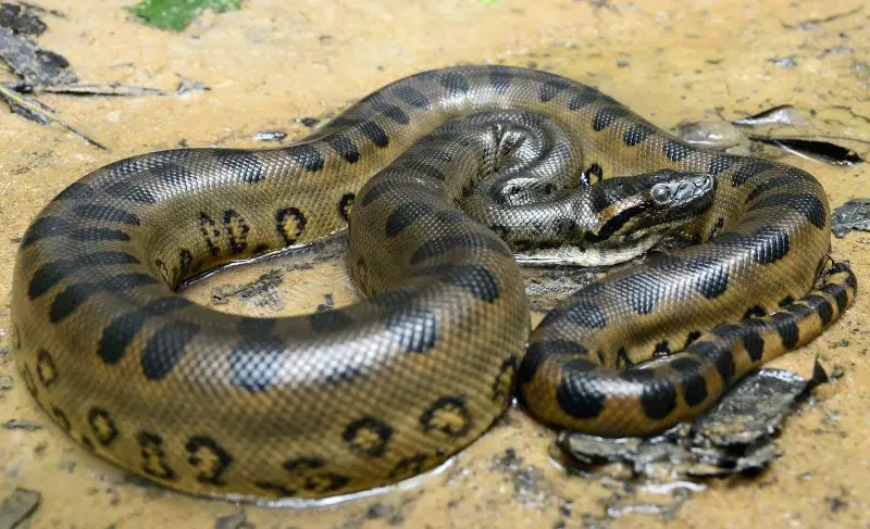 Animals That Start With A