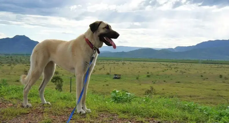 Animals That Start With A
