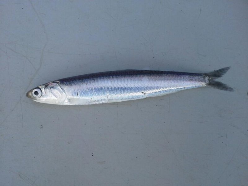Animals That Start With A