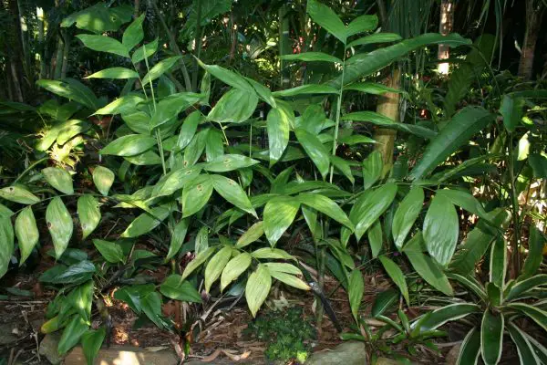 Types of Palm Trees in Florida