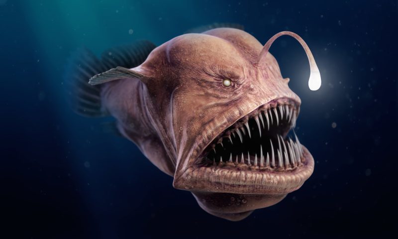 Animals That Start With A