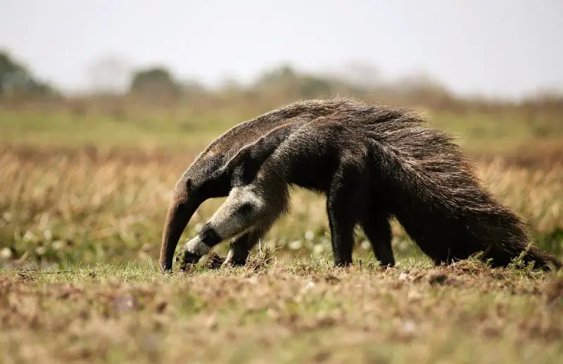 Animals That Start With A