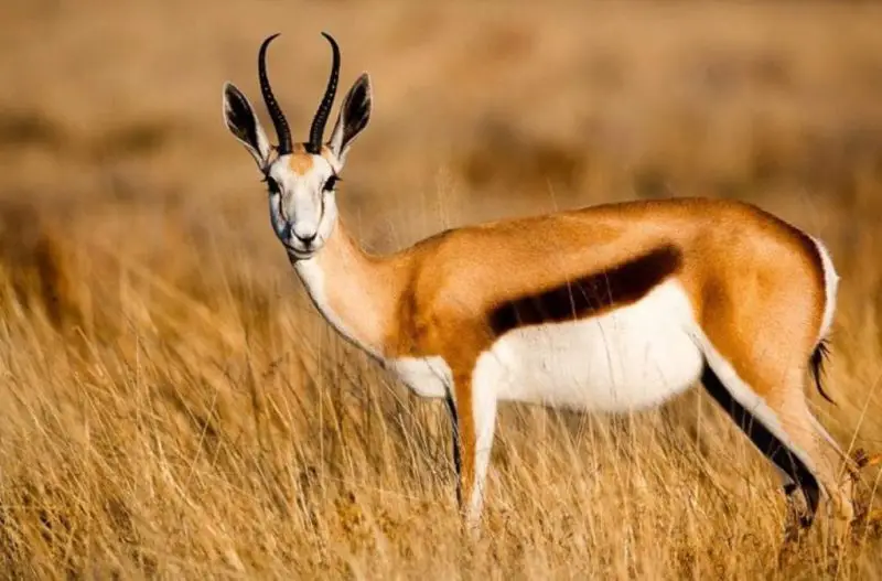 Animals That Start With A
