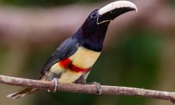 54 Animals That Start With A (With Pictures and Names)