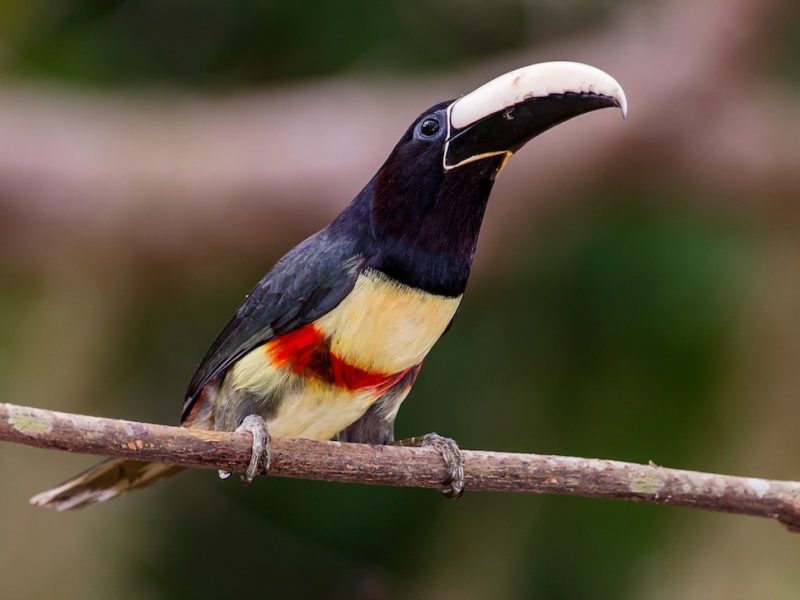 Animals That Start With A