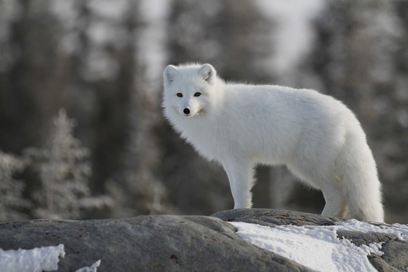 Animals That Start With A