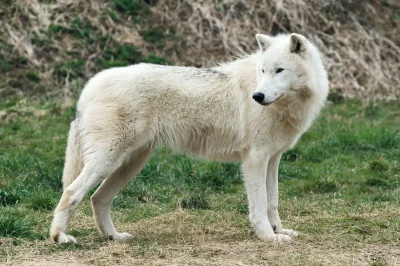Animals That Start With A