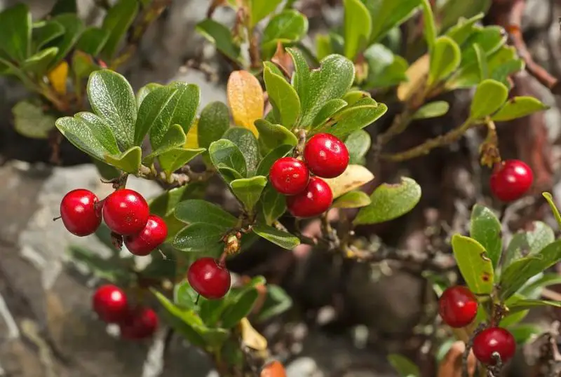 Small Evergreen Shrubs