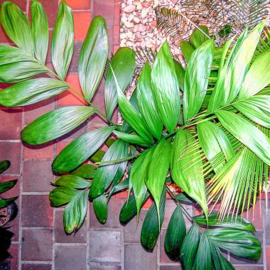 Types of Palm Trees in Florida