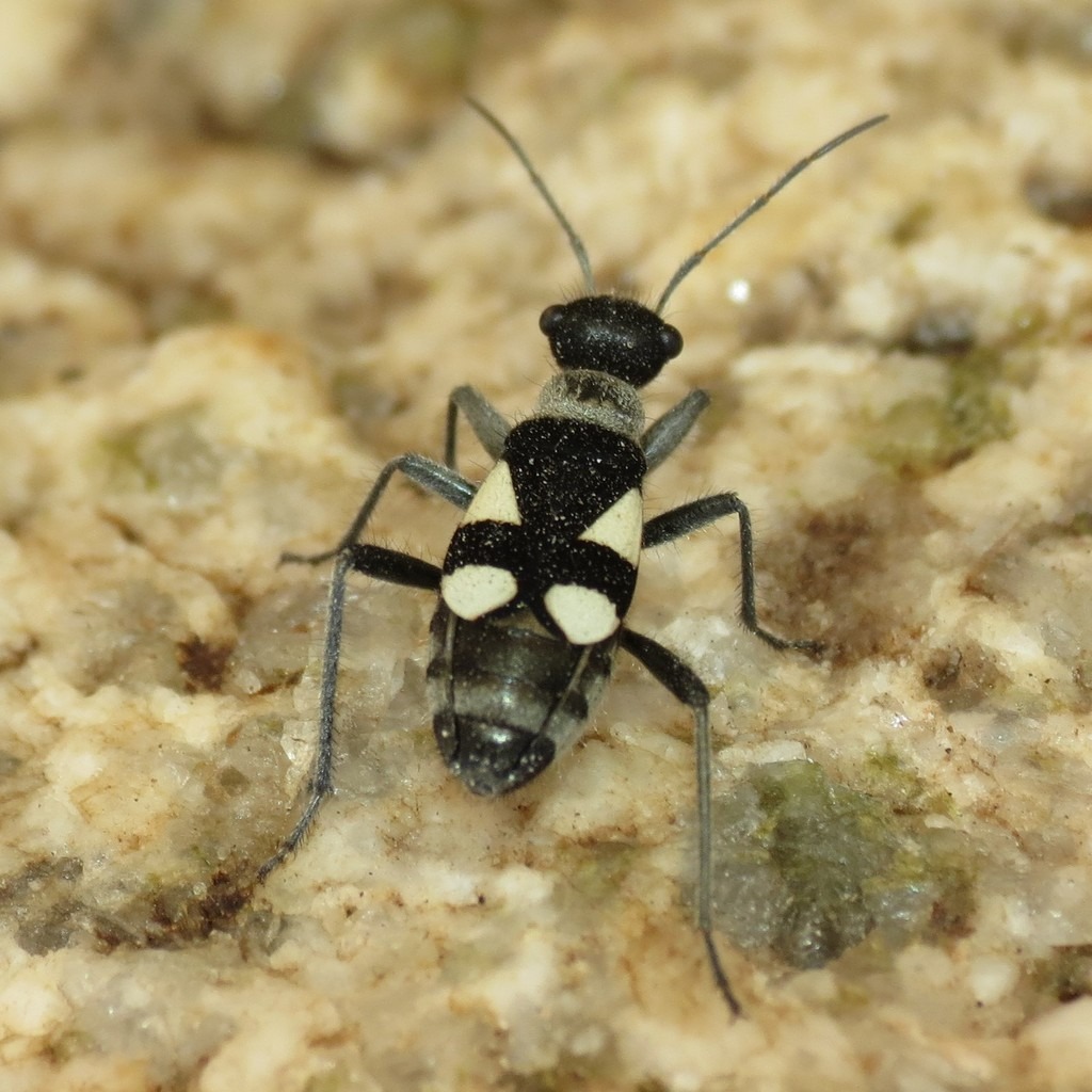 Black Bugs With White Spots