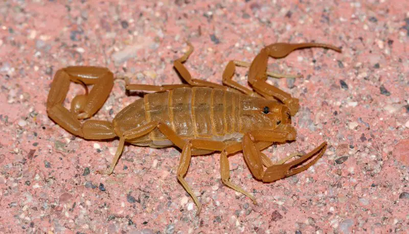 Types of Scorpions in Arizona