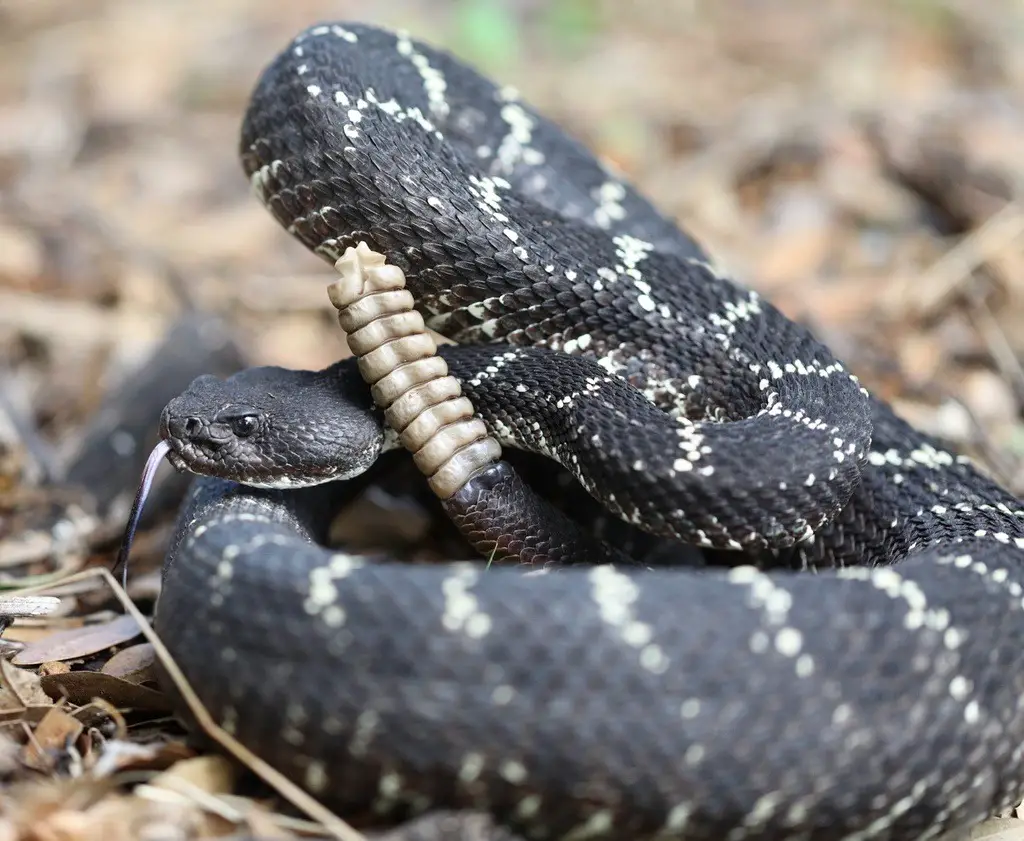 Types of Rattlesnakes in Arizona