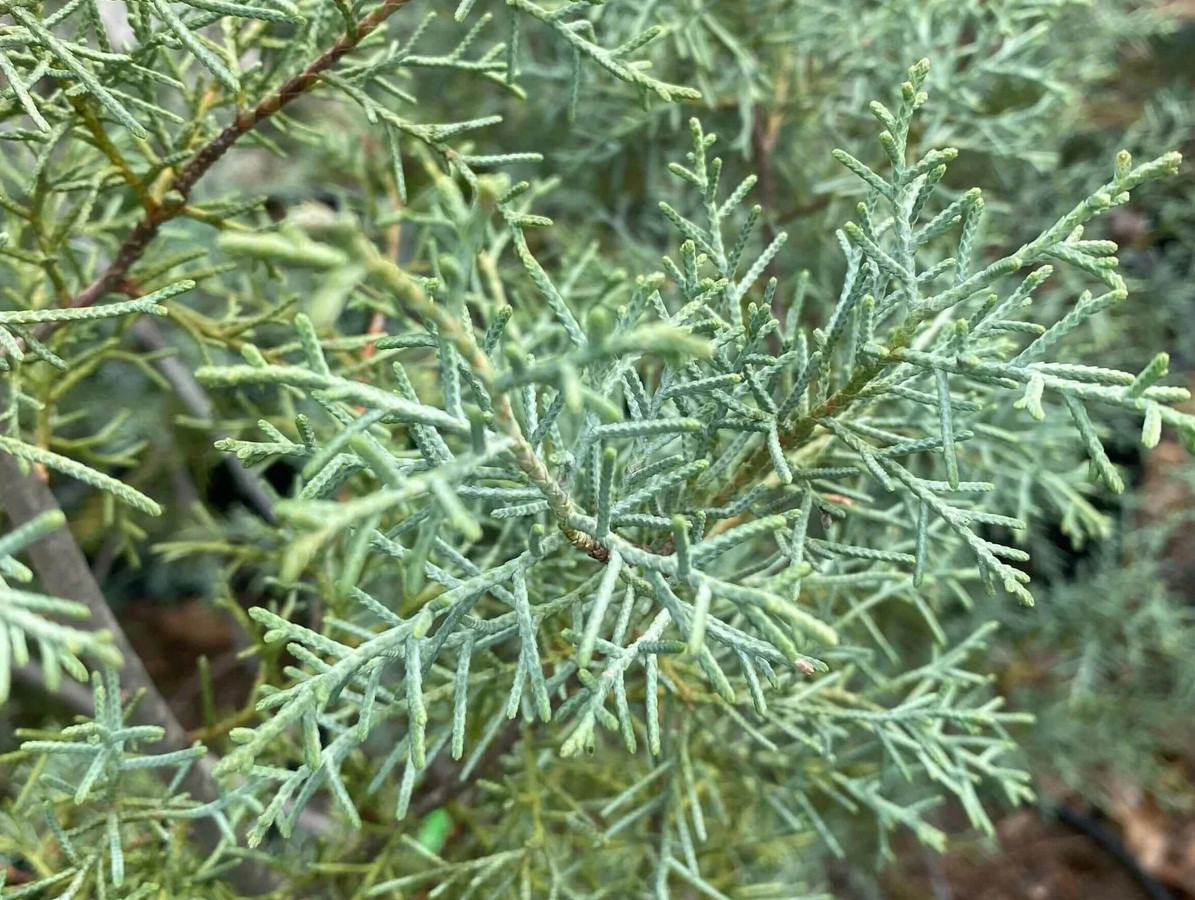 Types of Evergreen Trees