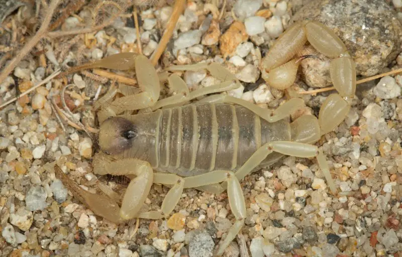 Types of Scorpions in Arizona