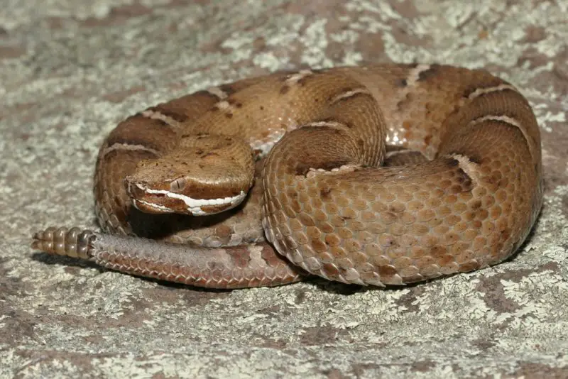 Types of Rattlesnakes in Arizona