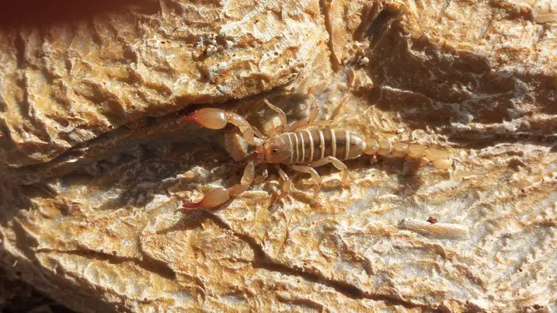 Types of Scorpions in Arizona