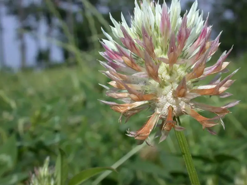Types of Clover Plants