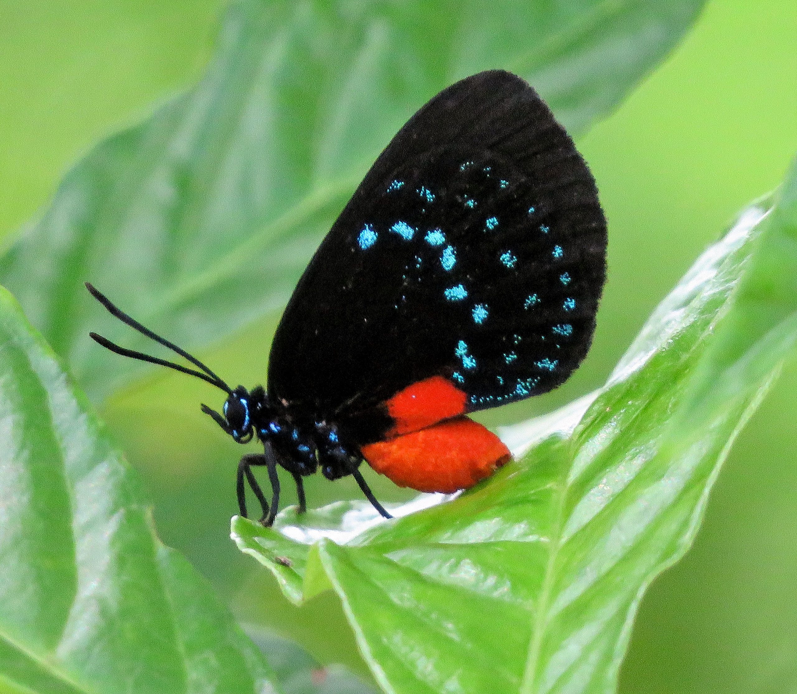 types of butterflies in Florida