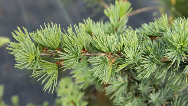 Types of Evergreen Trees