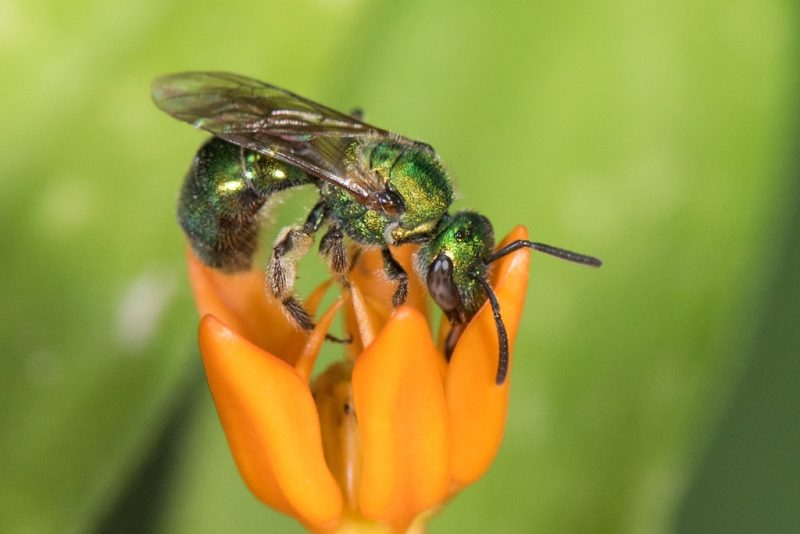 Types of Bees in Arizona
