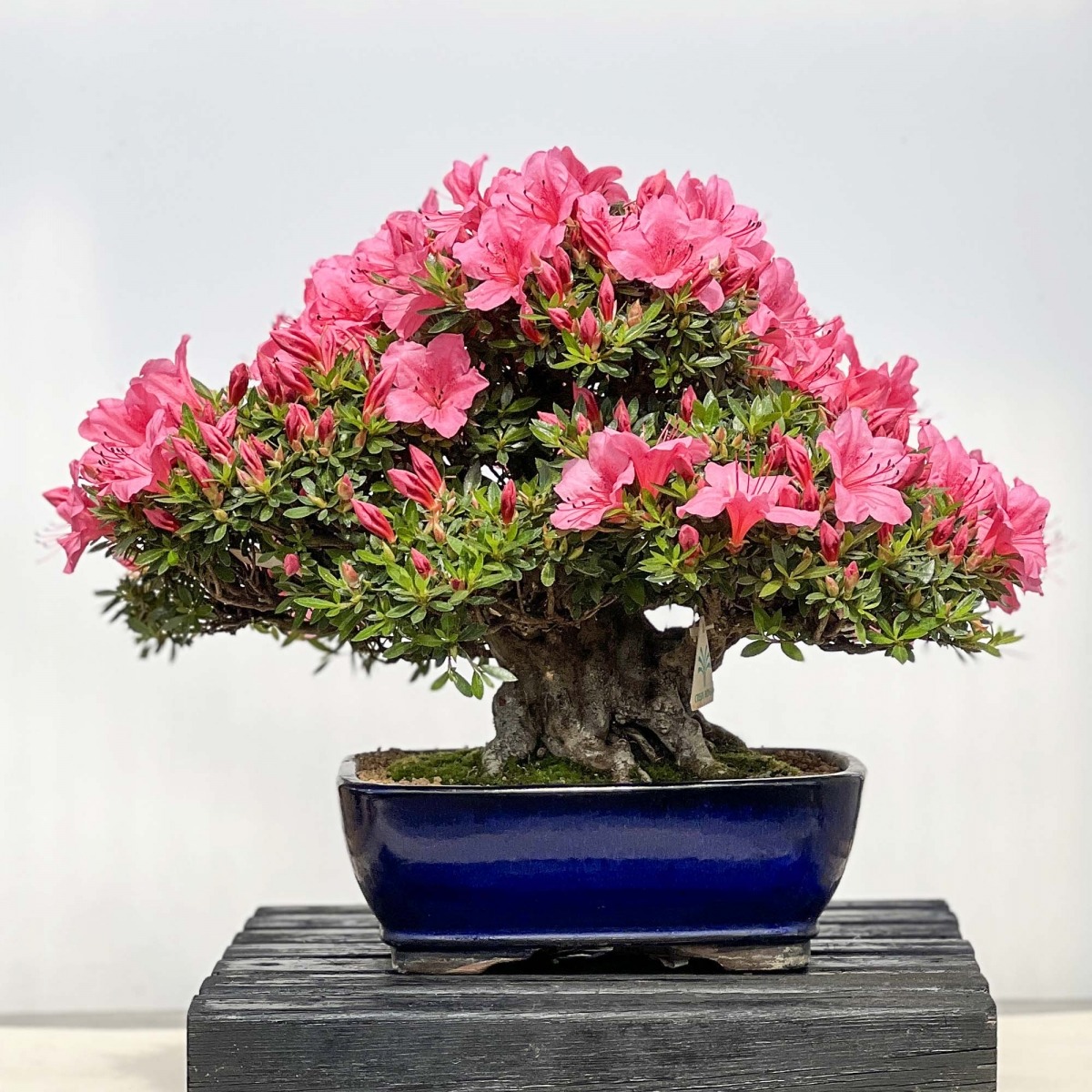 Types of Bonsai Trees