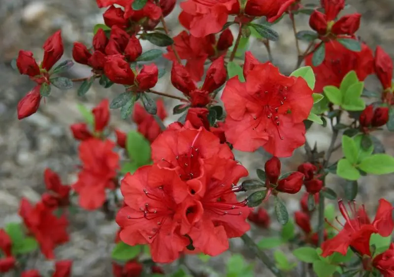 Small Evergreen Shrubs