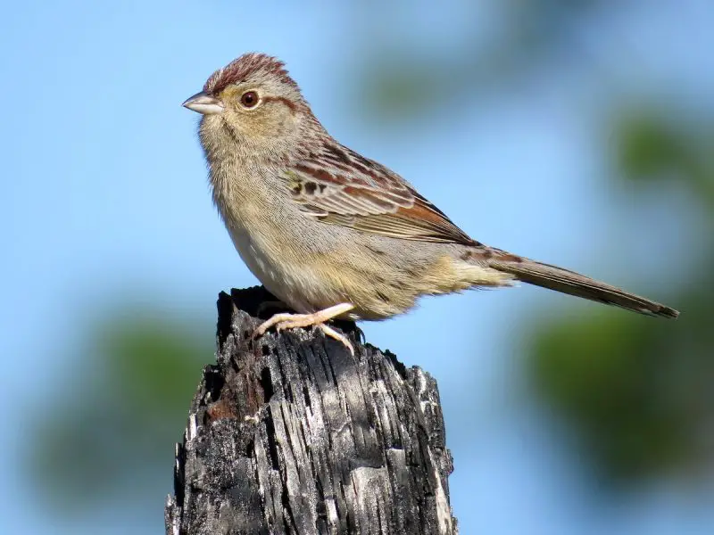 Types of Sparrows