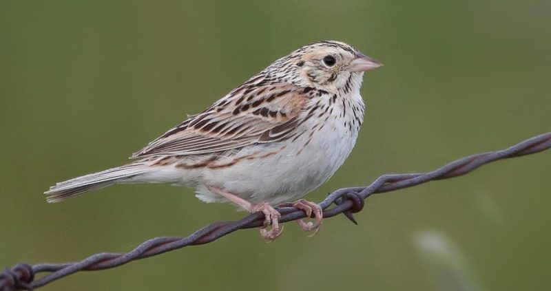 Types of Sparrows