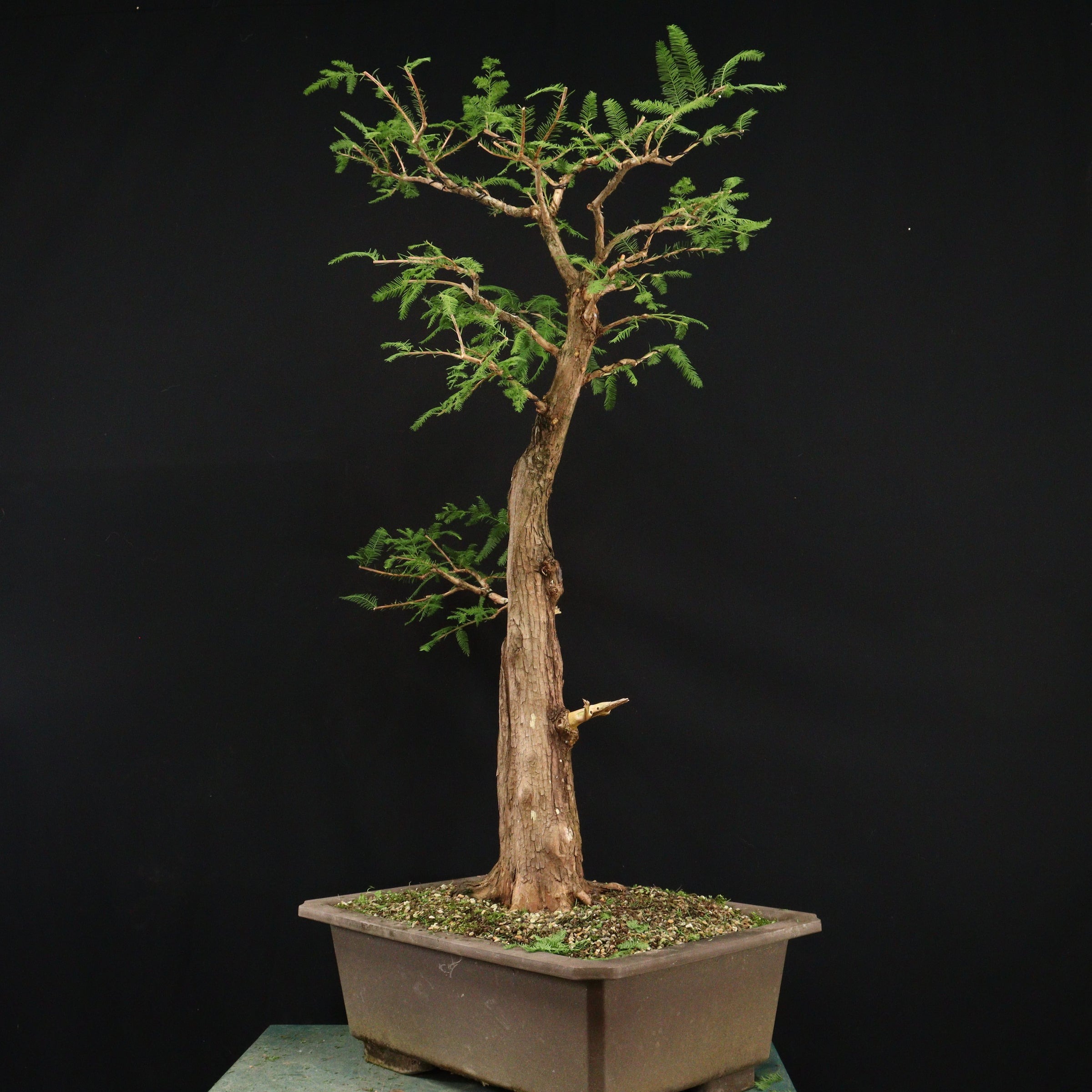 Types of Bonsai Trees